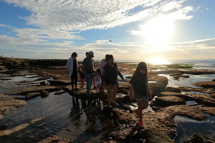 San Diego Tide Pools Adventure with Biologist!