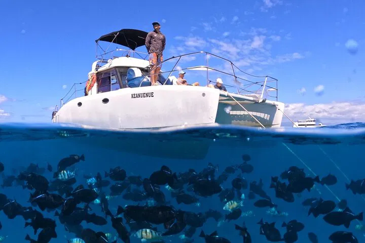 Waikiki Turtle Canyon Snorkel: Swim with Sea Turtles, Guaranteed!