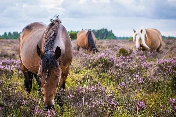 New Forest Private Tour from Southampton