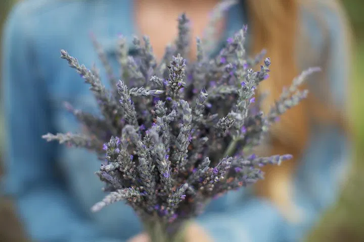 Maui's Best: Iao Valley, Vodka & Lavender Farm Tour
