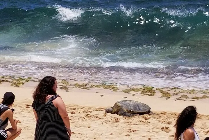 Dole, North Shore & Garlic Shrimp: Private Luxury Tour
