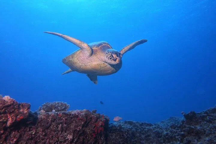 Dive into Paradise: Certified Scuba Adventures in Oahu's Reefs