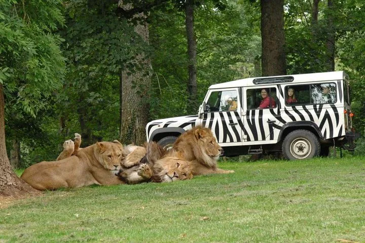 Unleash Your Wild Side: Private Safari Adventure from Paris!
