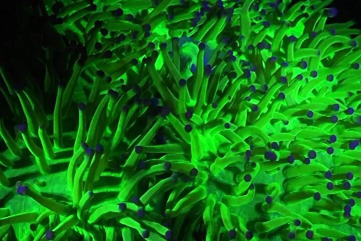 Glow in the Dark: Discover Fluorescent Night Diving in Koh Phangan
