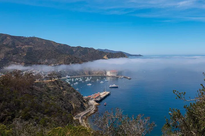 Catalina's Untamed Beauty: A 2-Hour Eco-Adventure