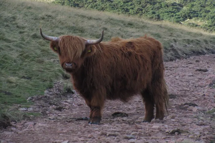 Edinburgh Pentland Hills Hike: Guided Nature Escape