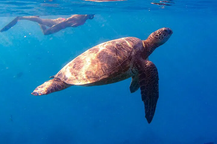 Waikiki's Exclusive: Private Turtle Snorkel & Cruise Adventure!
