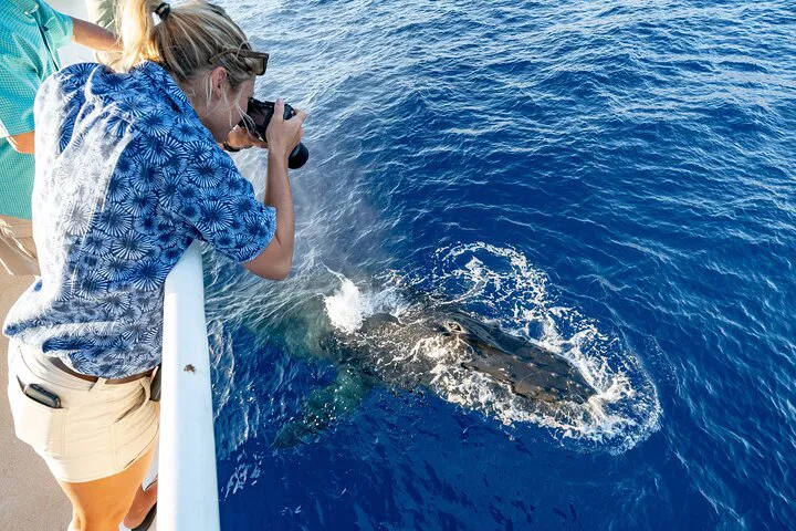 Oahu's Humpback Spectacle: An Intimate Whale & Dolphin Cruise