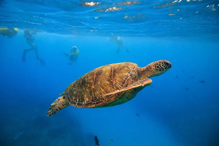 Waikiki Turtle Snorkel: Swim with Sea Turtles!