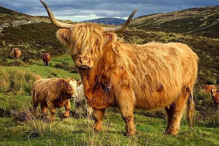 Unveiling the Scottish Highlands: A Culloden Battlefield Private Tour