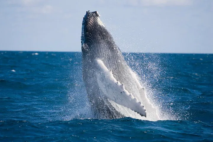 Anaheim Whale Watching & OC Beaches Tour