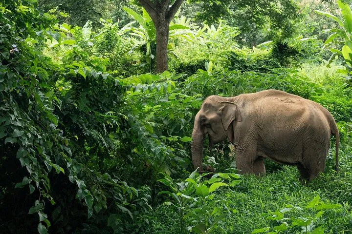 Ethical Elephant Encounters: Khaolak Sanctuary, Cooking & Waterfall Adventure