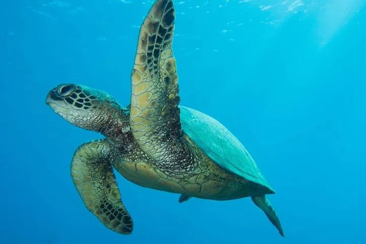 Maui Shore Dive: See Turtles & Coral from Lahaina