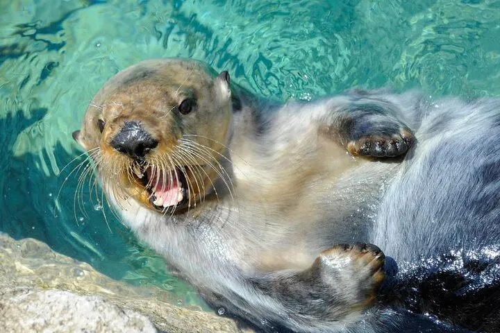 New York Aquarium: See Sharks & Sea Life!