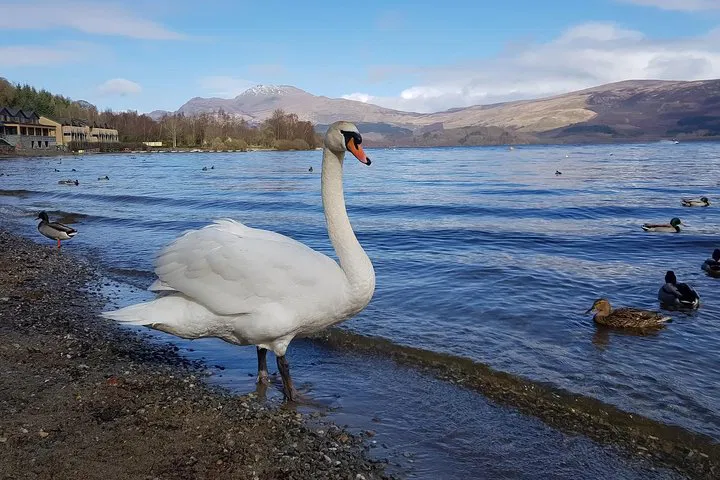 Unveiling Scotland's Beauty: A Luxurious Scenic Minibus Adventure from Glasgow