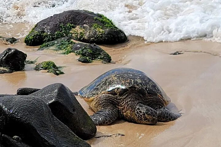 Discover Oahu's Hidden Gems: A Personalized Island Tour