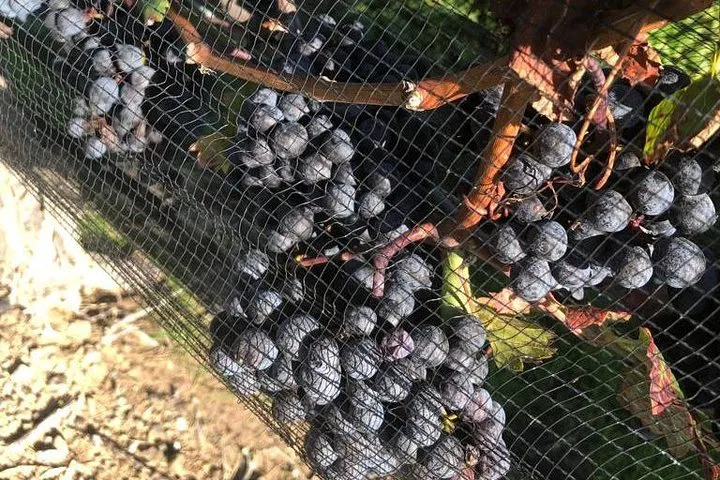 Luxury Wine Escape: Toronto to Niagara-on-the-Lake Private Tour