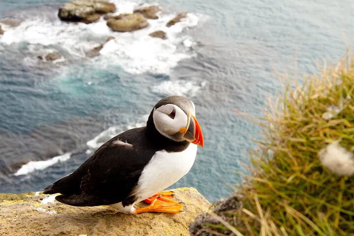 Uncover Scotland's Coastal Wonders: A North East Day Tour from Aberdeen