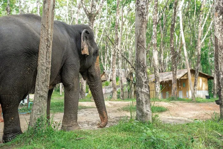 Khaolak Ethical Elephant Tour: Forage & Observe
