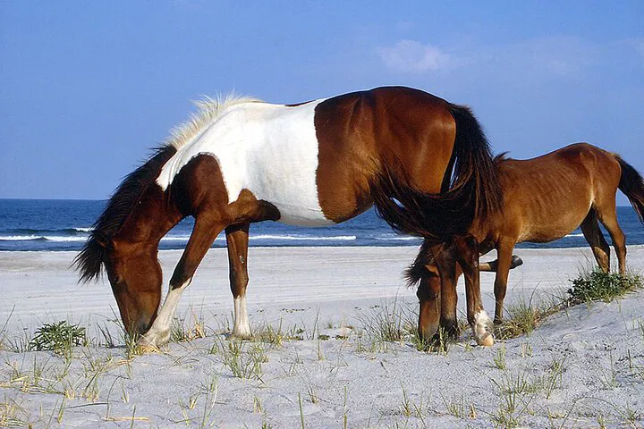 Assateague's Wild Side: Horses, Herons & Happy Hour Cruise!