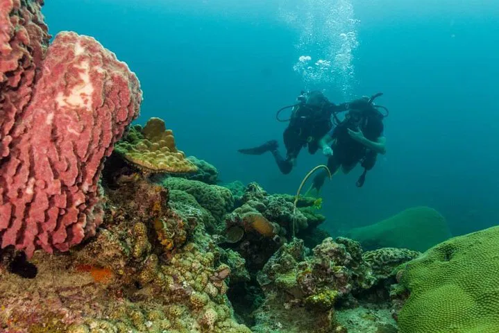 Explore Underwater Wonders: Discover SCUBA Diving in Ko Lipe's Adang Sea!
