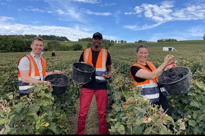 Epernay Vineyard Immersion: Harvest Grapes & Taste Champagne's Roots!