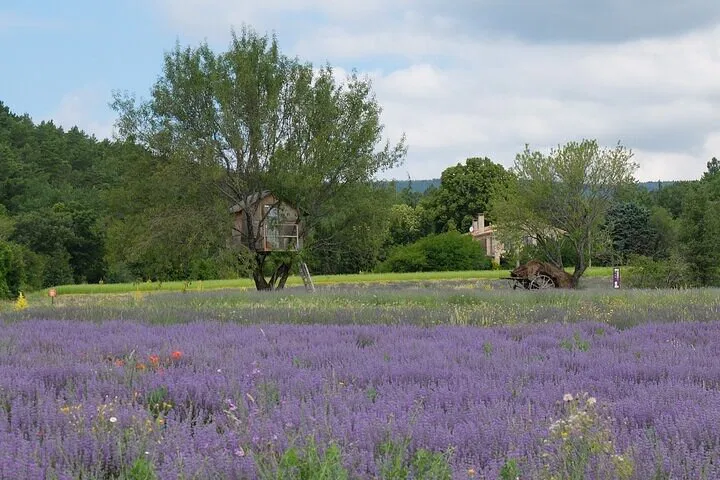 Discover Provence: Personalized Full-Day Tour from Arles & Nimes