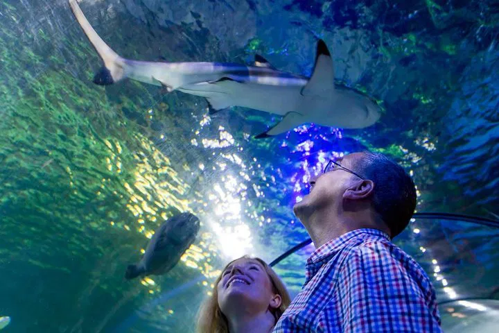 SEA LIFE Loch Lomond: See Sharks & Otters!