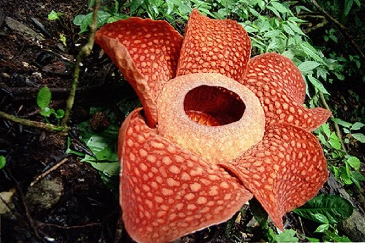 Khaosok Jungle Tour: Hike, Canoe & Temple Visit