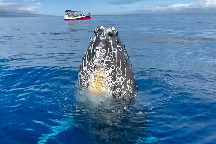 Lahaina Sunrise Whale Watch: Guaranteed Sightings!