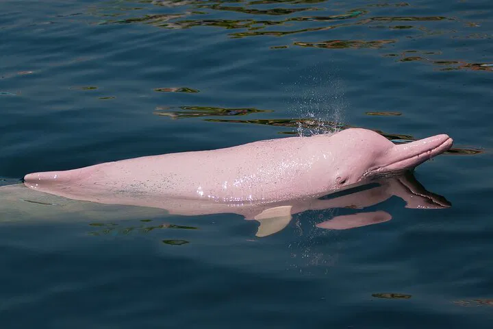 Koh Samui's Aquatic Adventure: Dolphin Watching, Island Hopping & Piggy Paradise!