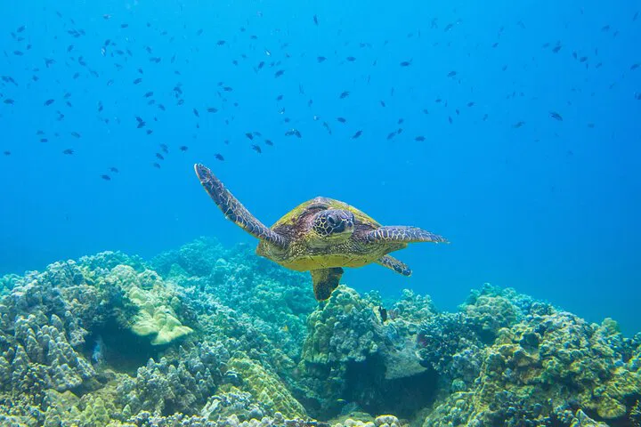Maui's Molokini Snorkel Adventure: Turtle Town Exploration!