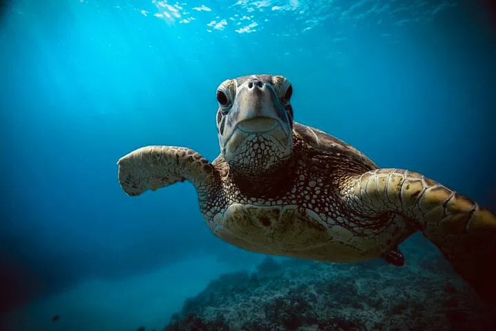 Waikiki Turtle Snorkel & Sail: A Sunrise Adventure