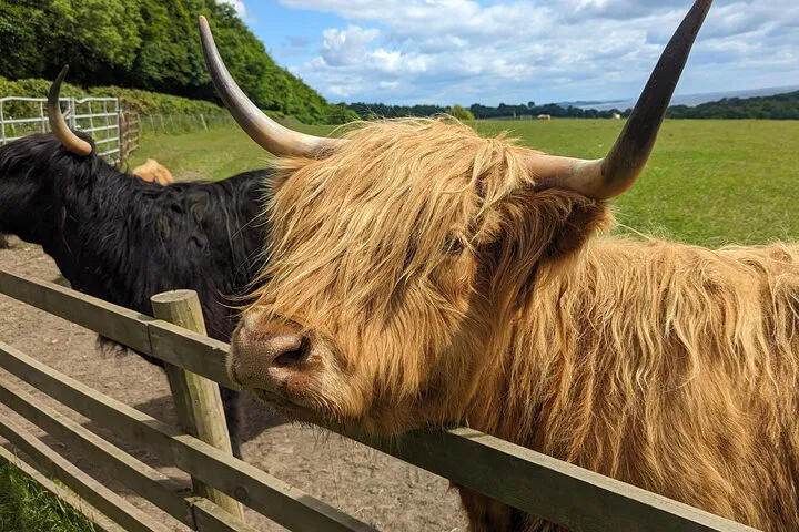 Loch Lomond & Highland Cows: Half-Day Tour from Glasgow