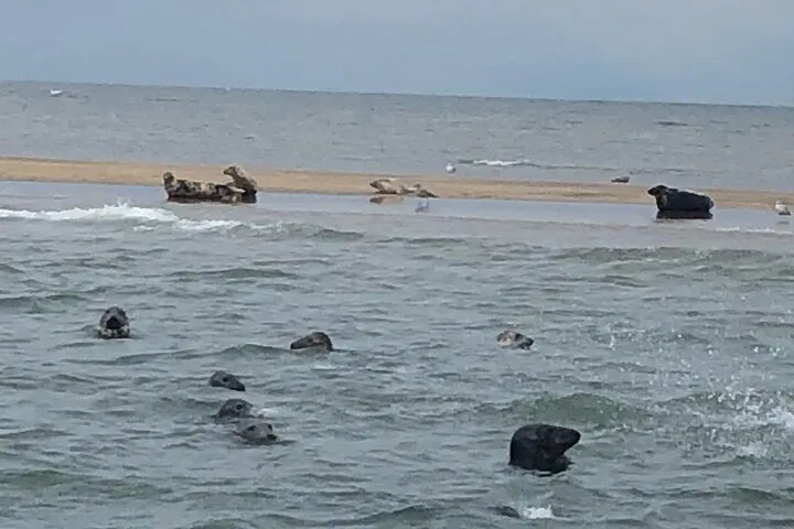 Scroby Sands Seal Safari: Lowestoft's Wildlife Adventure