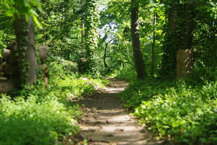 Van Gogh's Last Path: Art & Nature Tour, Auvers-sur-Oise