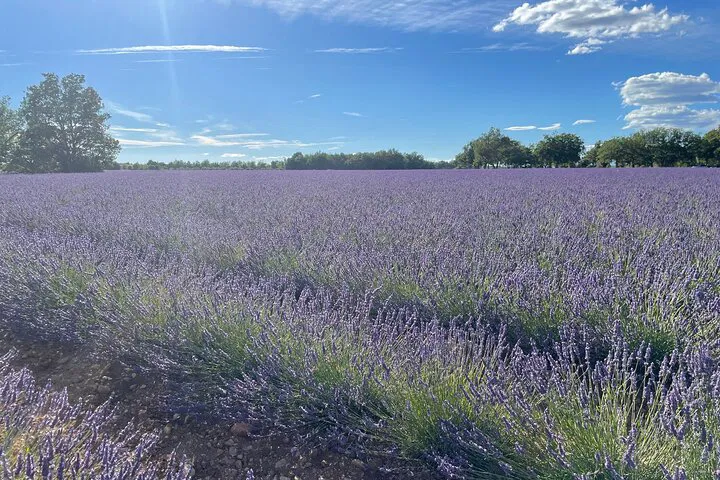 Provence Wine, Truffles, & Lavender: A Sensory Day Trip