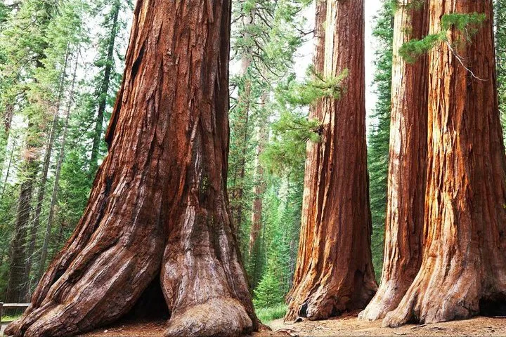 Sequoia Park Private Tour: Giant Trees & Breathtaking Views