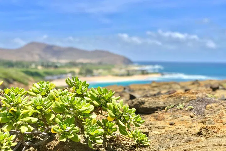 Oahu Private Circle Island Tour: See All the Best Spots!