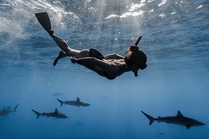 Dive into Adventure: Unforgettable Open Water Shark Encounter in Oahu!
