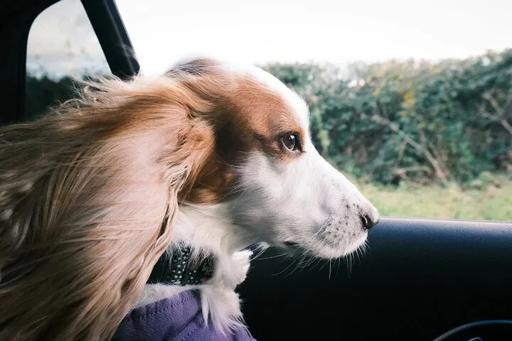 Paris to London: Pet-Friendly Private Van Transfer