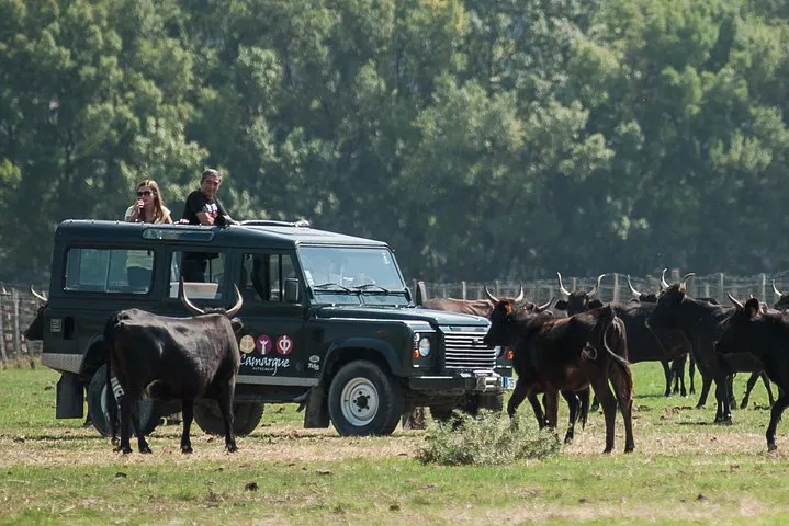 Camargue Safari: 4x4 Adventure from Le Grau-du-Roi