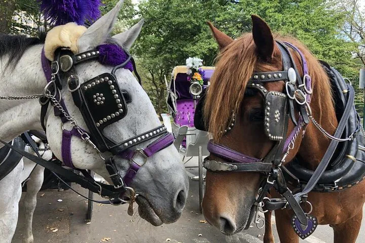 Enchanting NYC Christmas Lights: A Magical Horse Carriage Ride