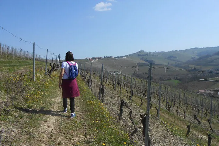 Hike & Wine Tour from Alba: Hills, Winery, Tasting