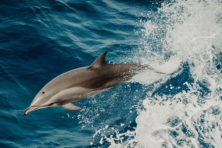 Saint Raphaël: Dolphin & Whale Watching Boat Tour