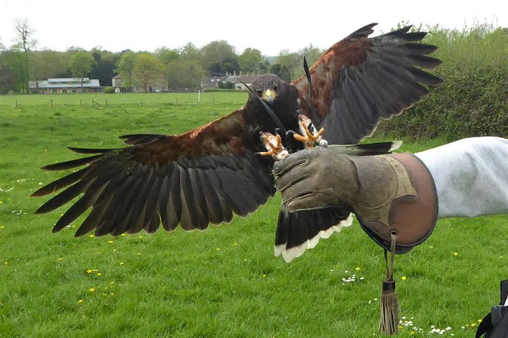 Bath & Hawk Adventure: A Bristol Day Trip of History & Flight