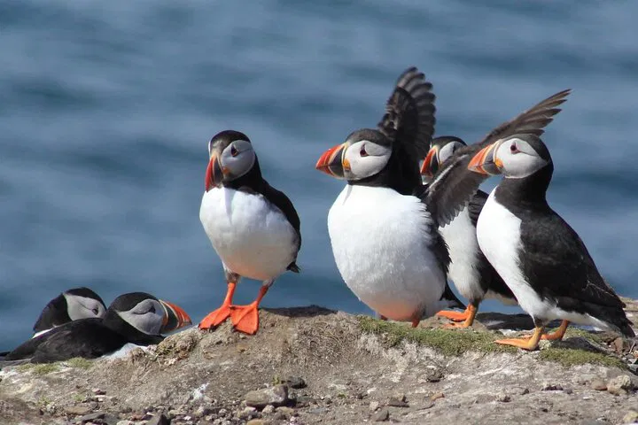 Farne Islands Bird Sanctuary: 3-Hr Wildlife Boat Trip