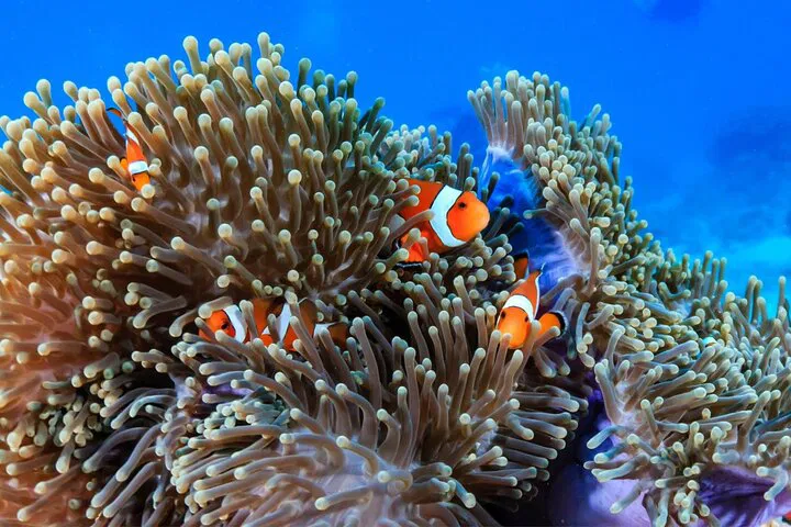 Explore Racha Islands: Certified Divers' Underwater Paradise!