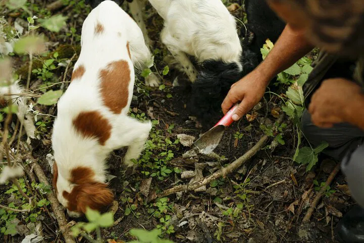 Unearth Piedmont's Treasures: Truffle Hunting, Cheese & Wine Indulgence near Alba