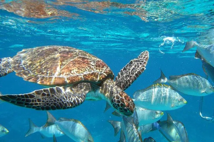Surin Islands Snorkeling Adventure: Dive into Khao Lak's Underwater Paradise